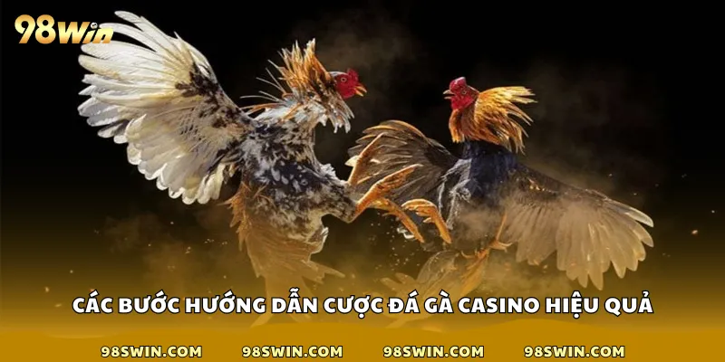 Các bước hướng dẫn cược đá gà casino hiệu quả